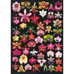 A4-639 A4 Orchids Galore by Russell Leonard(A4 size) - 174