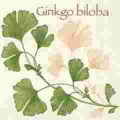 211223 - Ginkgo Biloba 넵킨페이퍼(20매)