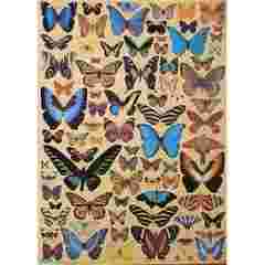A4-513 A4 Butterflies by Russell Leonard(A4 size) - 176