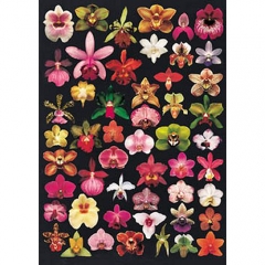 A4-639 A4 Orchids Galore by Russell Leonard(A4 size) - 174