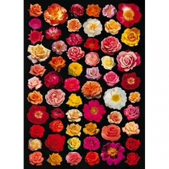 RL677 Roses Galore(50*70cm) - 098
